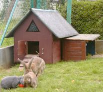 Kaninchen-Schutzhaus