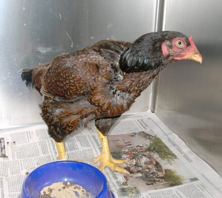 Huhn mit Verband und krummer Zehe